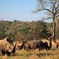 South Africa. Cape Town Best Of Aquila Safari Fullday Tour
