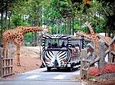 Chiang Mai Night Safari Tour including Transfer (Minimum 2 pax)