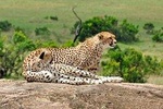7 Days Tuji- Enjoy Kenya Safari