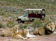 ( Cape Town ) Best Of Aquila Safari Fullday Tour