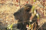 Chobe -Savuti Trail: Elephant& Big Cats ( 4 days 3 Nights)