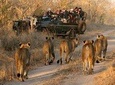South Africa Cape Town , Big Five Safari Gateway Tour
