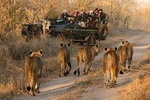 South Africa Cape Town , Big Five Safari Gateway Tour