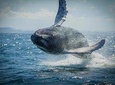 2-Hour Guided Whale Watching Tour at Noosa