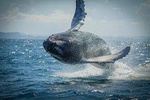 2-Hour Guided Whale Watching Tour at Noosa
