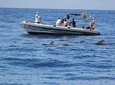 Whale Watching and Marine Science Tour