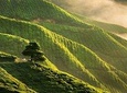 Cameron Highlands Full-Day Nature Tour