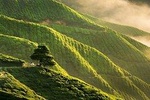 Cameron Highlands Full-Day Nature Tour