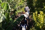 Banana Trip, a Full day tour at Pico with Round Trip from Faial island