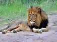 6 Days Budget Camping Tanzania Safari Highlights