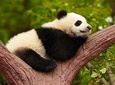 Chengdu Giant Panda Leisure Private Tour