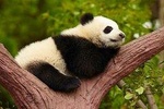 Chengdu Giant Panda Leisure Private Tour