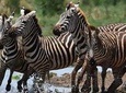 9 Days Budget Lodge Safari Tour 