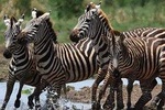 9 Days Budget Lodge Safari Tour 