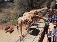 Half Day Giraffe Center Nairobi
