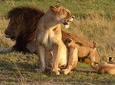 2 Days Masai Mara Budget Safaris