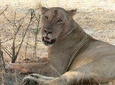 8-Day Mikumi National Park and Zanzibar Beach Holiday