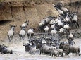 3 Day Private Lodge Safari in Serengeti National Park