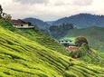 Cameron Highlands Nature & Batu caves Culture Tour