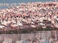 Lake Nakuru Day Trip 