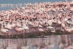 Lake Nakuru Day Trip 