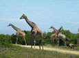Serengeti, Ngorongoro and Tarangire | 4 Days Camping Safari From Arusha