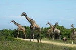 Serengeti, Ngorongoro and Tarangire | 4 Days Camping Safari From Arusha