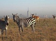 Half day Nairobi national park 