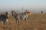 Half day Nairobi national park 