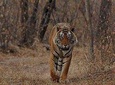 Jaipur to Ranthambore one way drop service