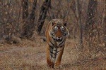 Jaipur to Ranthambore one way drop service