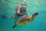 Akumal sea turtles encounter and Yal-kú lagoon snorkel, Private Experience