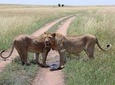 6 Days Budget Mid Range Safari Tour Tanzania