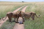 6 Days Budget Mid Range Safari Tour Tanzania