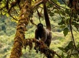 Manu National Park Tour 4days/3night