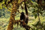 Manu National Park Tour 4days/3night