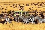 4 Days Mid-range Safari Serengeti,Ngorongoro and Lake Manyara National Park