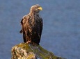 Wildlife Tours and Photographic Tuition on Isle of Skye and Scotland