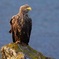 Wildlife Tours and Photographic Tuition on Isle of Skye and Scotland