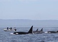 Wildlife Encounter on Monterey Bay
