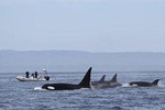 Wildlife Encounter on Monterey Bay