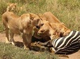5 Days Tanzania Lodge Safari Package 
