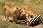 5 Days Tanzania Lodge Safari Package 