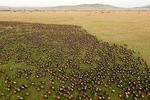 6 Days Join Group Safari Serengeti,Ngorongoro, Lake Manyara, Tarangire, Arusha