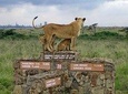 Nairobi National Park Half Day Tour