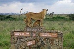 Nairobi National Park Half Day Tour