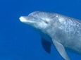 Dolphin in the wild