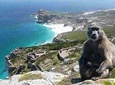 Full Day Cape Peninsula Tour in Private Car 
