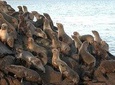 USHUAIA: Beagle Channel Navigation - Isla de los Lobos and Descent at Bridges Islands