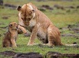  Tarangire, Serengeti, Ngorongoro, Lake Manyara National Park.
